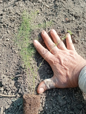 Vând răsaduri de sparanghel