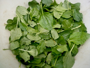 Tinctura de Patlagina - 100% NATURALA - imagine 2