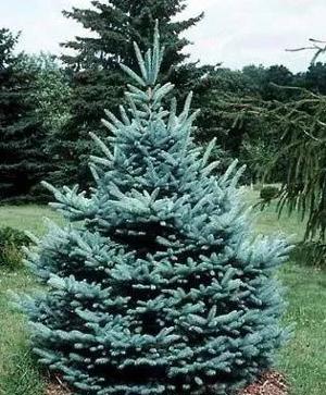 Plante ornamentale, Fitofarmacie, Sisteme de irigare automatizate, magazin Agricol - imagine 2