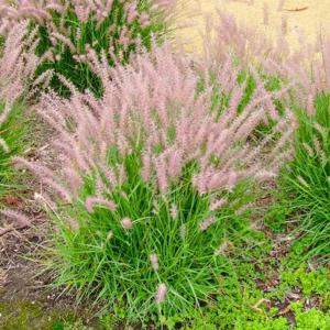 Plante ornamentale, Fitofarmacie, Sisteme de irigare automatizate, magazin Agricol - imagine 8