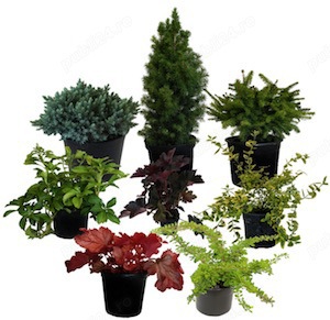 Plante ornamentale, Fitofarmacie, Sisteme de irigare automatizate, magazin Agricol - imagine 10