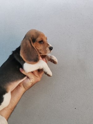 Puiuți beagle  - imagine 3