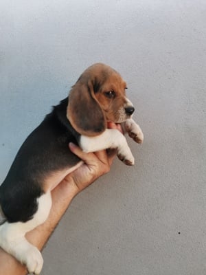 Puiuți beagle  - imagine 2