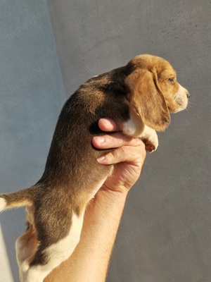 Fetita beagle exemplar deosebit 