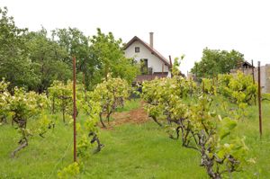 Vilă 5 dormitoare, 4 băi, 2 248mp teren, piscină. Preț: 229 000 E. - imagine 14