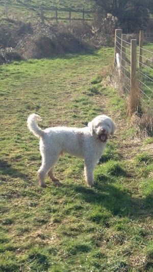 o730511123 Vând mascul lagotto dresat la trufa cu proba in padure 