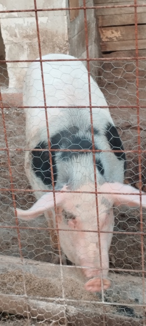 Porc 350-370 kg, pret 15 lei kg