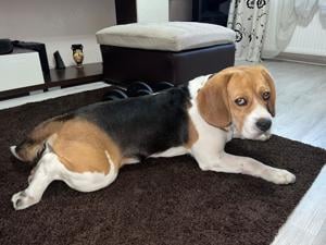 Beagle 6 ani pentru m0nta