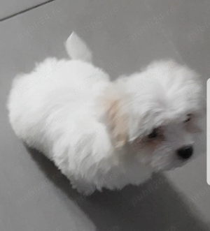 Bichon maltez 