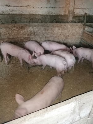 Vând Porci - imagine 3