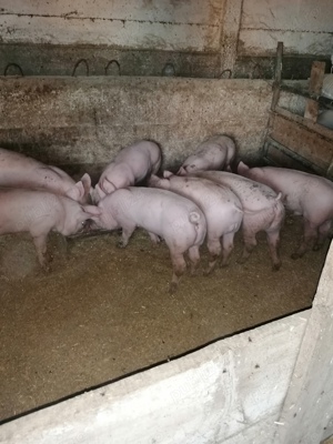 Vând Porci - imagine 2