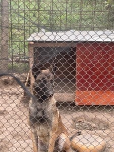 Vand catea malinois belgian