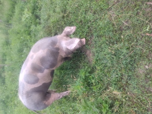 porci pietrain belgian - imagine 2