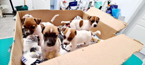 vand catei Jack Russle Terrier - imagine 2