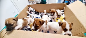 vand catei Jack Russle Terrier