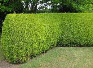 LeylandiI Gold Rider - producator local, pentru gard viu