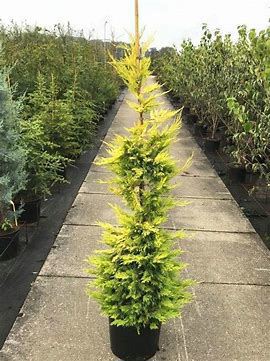 Leylandii Gold Rider - producator local, pentru gard viu