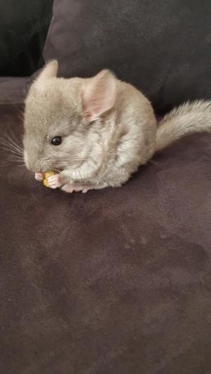 Animale de companie chinchila, cincila, sinsila - imagine 2