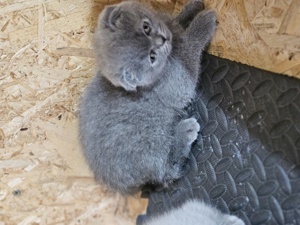 Scotish fold blue  - imagine 3