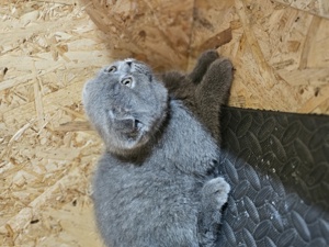 Scotish fold blue  - imagine 2