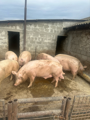 porci de casa grasii