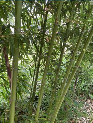 Vând tulpine bambus