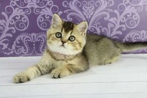 British shorthair golden,chinchila,Asiguram transport!