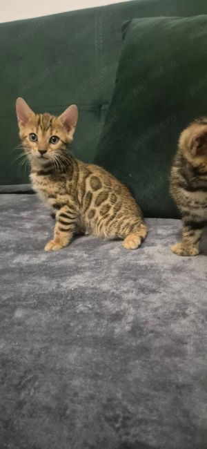 pisicute bengaleze,asiguram transport! - imagine 2