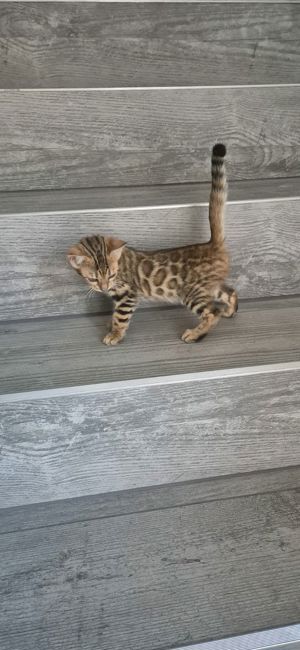 pisicute bengaleze,asiguram transport! - imagine 3