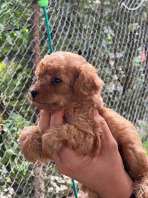 poodle pudel talie mica