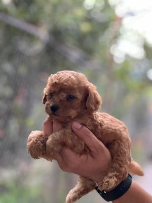 poodle pudel talie mica - imagine 2
