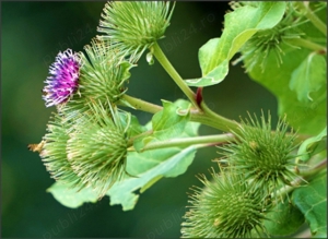 1 kg frunze brusture verzi proaspete - oferta unica  