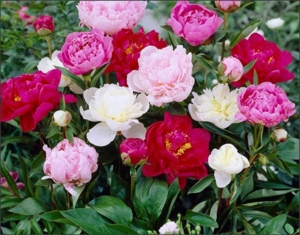 oferta 3 bujori hibrizi 3 culori rosu alb roz + transport gratuit