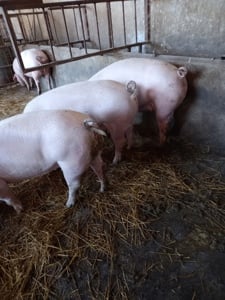 vand porci între 80 si 150 kg