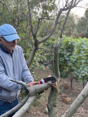 Amenajare si intreținere gradini, toaletare arbori și arbusti ornamentali, taieri pomi fructiferi
