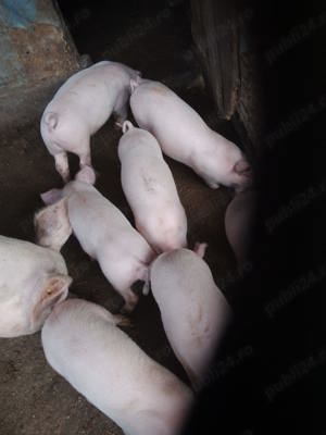 Vând purcei 8 saptamani