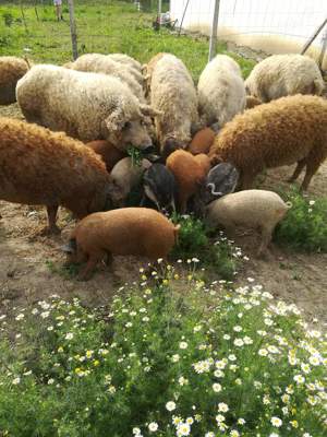 Vand porci mangalita pentru sacrificare - imagine 4 Vand porci mangalita pentru sacrificare - imagine 4