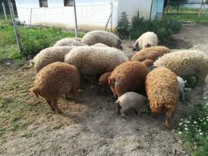 Vand porci mangalita pentru sacrificare - imagine 3 Vand porci mangalita pentru sacrificare - imagine 3