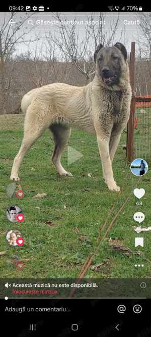 Femala Kangal top