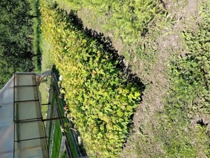 Puieti forestieri larice