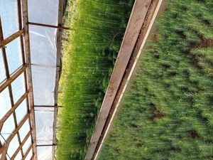 Puieti forestieri larice - imagine 5