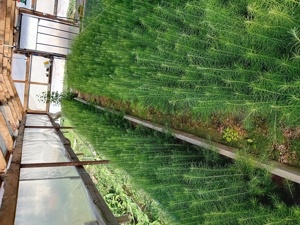 Puieti forestieri larice - imagine 3