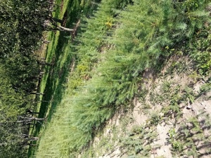 Puieti forestieri larice - imagine 4