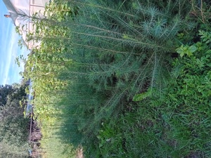 Puieti forestieri larice - imagine 2