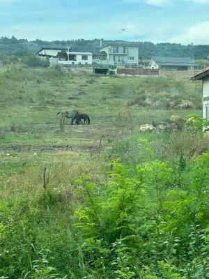 Teren intravilant extravilan in valea finatelor  - imagine 4