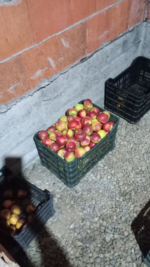 Vând mere pt piață  - imagine 2