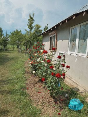 Teren intravilan1400mp cu casuta30mp in Catunu Berceni Prahova - imagine 3