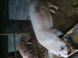 Porci de vânzare 