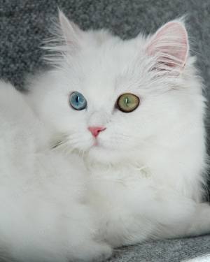 Angora Turceasca   CEACARA