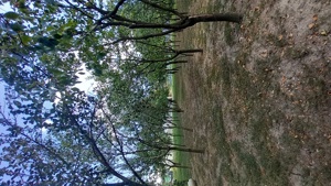 Țuica de prune 40 grade - imagine 5